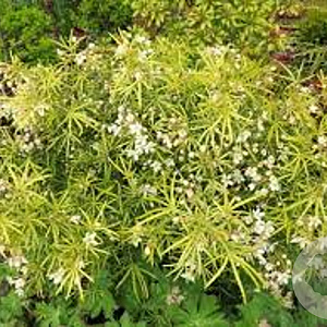 Choisya Royal Lace GM 5,0L leverbaar