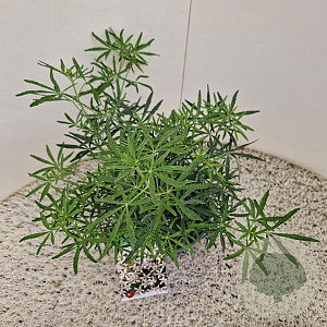 Choisya t. White Dazzler 25-30 cm 2,5L