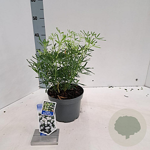 Choisya t. White Dazzler 25-30 cm 3,0L