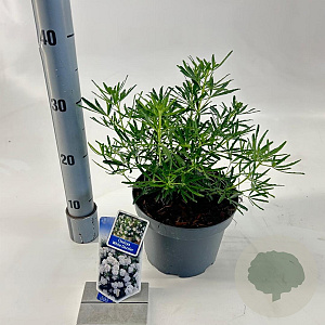 Choisya t. White Dazzler 25-30 cm 3,0L