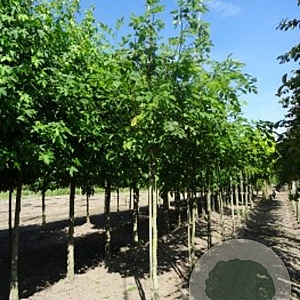 Cladrastis kentukea 6-8 HO draadkluit
