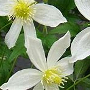 Clematis 'Anita' 80 cm rozenpot 2L