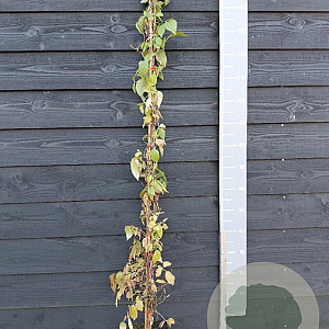 Clematis 'Marjorie' 150-175 cm vierkant rond 5,5L