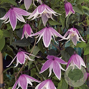 Clematis 'Propertius' 150-175 cm vierkant rond 5,5L