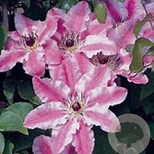 Clematis 'Souv.du Capit.Thuilleaux' 80 cm rozenpot 2L