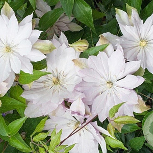 Clematis 'Violet Elizabeth' 80 cm rozenpot 2L
