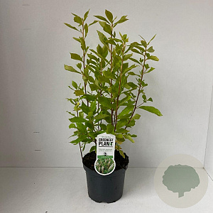 Clethra alnifolia 40-50 cm 3,0L