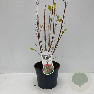 Clethra alnif. 'Ruby Spice' 40-50 cm 3,0L