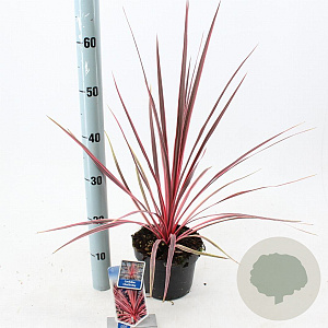 Cordyline aus. Charlie Boy 30-40 cm 3,0L