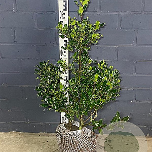 Ilex aquifolium 60-80 cm met kluit