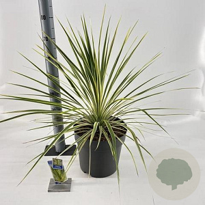 Cordyline aus. Lime Passion 70-80 cm 12L