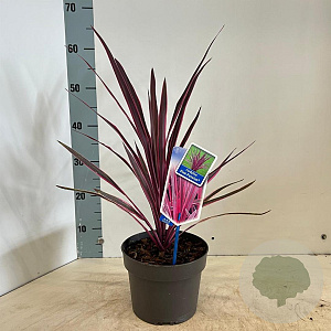 Cordyline aus. Pink Passion 30-40 cm 3,0L