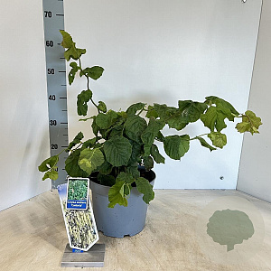 Corylus a. 'Contorta' 60-70 cm 5,0L