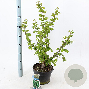 Corylus a. 'Scooter' 60-70 cm 5,0L