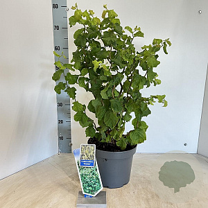 Corylus a. 'Scooter' 60-70 cm 5,0L