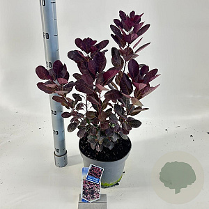Cotinus cog. 'Royal Purple' 60-80 cm 5,0L