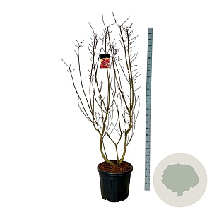 Cotinus cog. 'Royal Purple' 170-200 cm cont. 55L extra