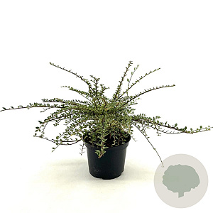 Cotoneaster atrop. 'Variegatus' 25-30 cm 2,0L