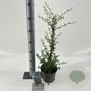 Cotoneaster suec. 'Coral Beauty' 20-25 cm 2,0L