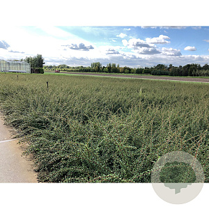 Cotoneaster suec. 'Coral Beauty' 30-40 cm C1.5