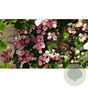 Crataegus laev. 'Mutab. Ravnholdt' 250-300 cm draadkluit meerstammig