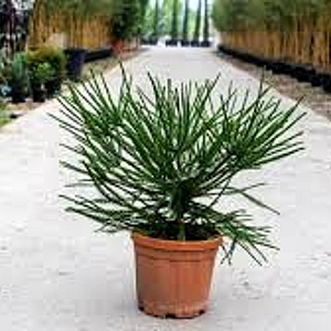 Cryptomeria j. 'Araucarioides' 125-150 cm 20L