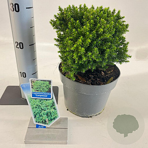 Cryptomeria j. 'Compressa' 20-25 cm 3,0L