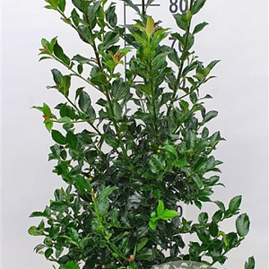 Ilex meserv. Blue Maid 80-100 cm met kluit