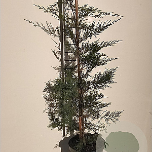Cupressocyparis leylandii 80-100 cm 5,0L