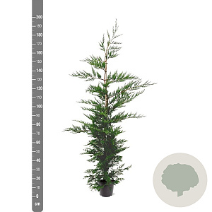 Cupressocyparis leylandii 175-200 cm 7,5L