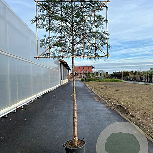 Cupressocyparis leylandii 8-10 HO 15L LEIVORM 160 cm stam