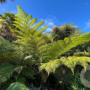 Cyathea cooperi GM  P11