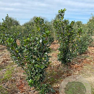 Ilex meserv. 'Blue Prince' 60-80 cm met kluit
