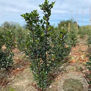 Ilex meserv. 'Blue Prince' 60-80 cm met kluit