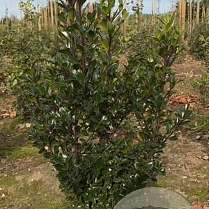 Ilex meserv. 'Blue Prince' 60-80 cm met kluit