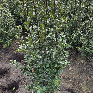 Ilex meserv. 'Blue Prince' 80-100 cm met kluit