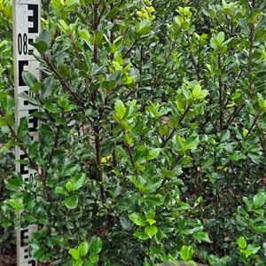 Ilex meserv. 'Blue Prince' 80-100 cm met kluit