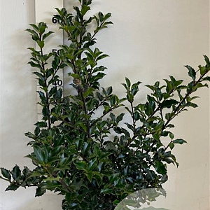 Ilex meserv. 'Blue Princess' 50-60 cm met kluit