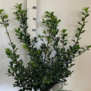 Ilex meserv. 'Blue Princess' 60-80 cm met kluit