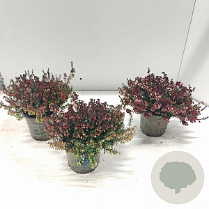 Erica carn. Winter Ladies Sarah 10 cm P10,5