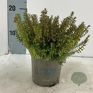 Erica carn. Winter Ladies Sarah 10 cm P10,5