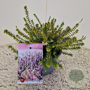 Erica darl. 'Ghost Hills' 20-25 cm C1.5