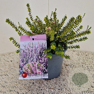 Erica darl. 'Ghost Hills' 20-25 cm C1.5