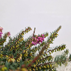 Erica darl. 'Kramer's Rote' 20-25 cm C1.5