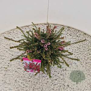 Erica darl. 'Kramer's Rote' 20-25 cm C1.5