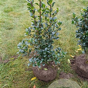 Ilex meserv. Heckenfee 60-80 cm met kluit