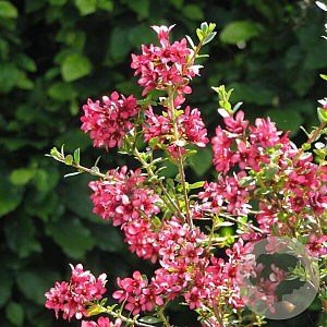 Escallonia 'Donard Seedling' 125-150 cm 10L struik