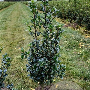 Ilex meserv. Heckenfee 80-100 cm met kluit