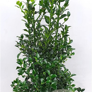 Ilex meserv. Heckenfee 80-100 cm met kluit