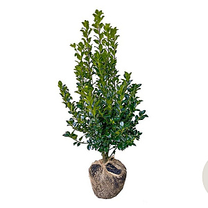 Ilex meserv. Heckenfee 80-100 cm met kluit